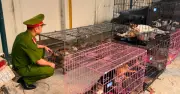 Triệt phá đường dây trộm mèo quy mô lớn ở Hà Nội, bắt giữ 5 đối tượng