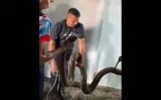 Trăn khổng lồ 5 mét làm tổ dưới sàn nhà ở Indonesia, lực lượng cứu hỏa phải phá sàn để giải cứu