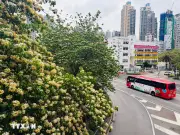 Trung Quốc ngắm nhìn hoa bún khoe sắc khắp Hồng Kông