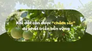 Tây Nguyên đối mặt với ô nhiễm đất canh tác, nông sản khó xuất khẩu