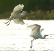 Vẻ đẹp thanh bình với những cánh cò chao nghiêng trên quê hương Cần Thơ