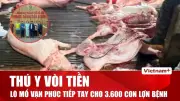 Vòi tiền kiểm dịch, 300 tấn heo bệnh vào trường học gây phẫn nộ