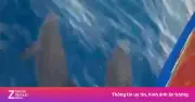 Video clip đàn cá heo bơi tung tăng trước mũi tàu của người dân ở tỉnh Gia Lai