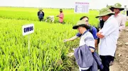 Viện Lúa ĐBSCL Trình Diễn 22 Giống Lúa Mới, OM19 Nổi Bật Với Tiềm Năng Kinh Tế Cao