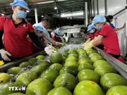 Việt Nam ký Nghị định thư xuất khẩu bưởi, chanh sang Trung Quốc