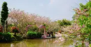 Vườn hoa đào Tư Tôn Sa Đéc: 'Báu vật' nở rộ giữa lòng miền Tây