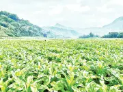 Xã Tam Kim đẩy mạnh sản xuất nông nghiệp hàng hóa, vượt qua thách thức thời tiết và dịch bệnh