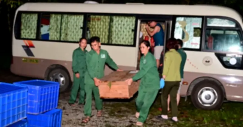 28 cá thể rùa quý hiếm hồi hương từ Hàn Quốc về Cúc Phương