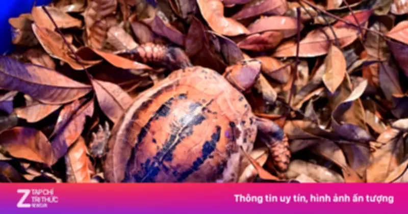 28 rùa quý hiếm hồi hương từ Hàn Quốc về VQG Cúc Phương