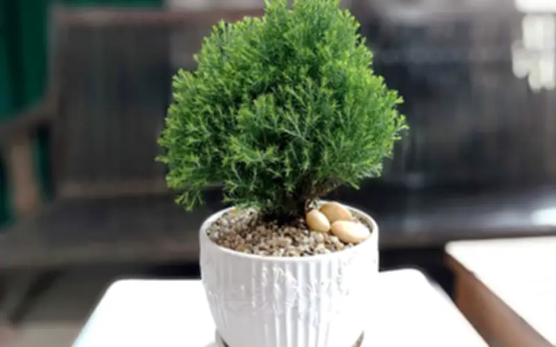 5 cây phong thủy mini hút tài lộc, lọc bức xạ hoàn hảo cho bàn làm việc