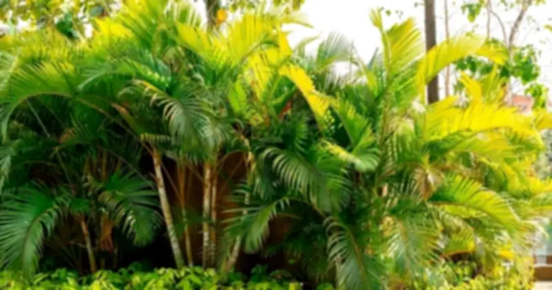 5 loại cây không nên trồng sau nhà kẻo rước bệnh vào người