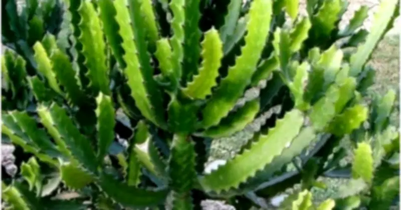 5 loại cây phong thủy không nên trồng trước nhà kẻo đem lại xui xẻo
