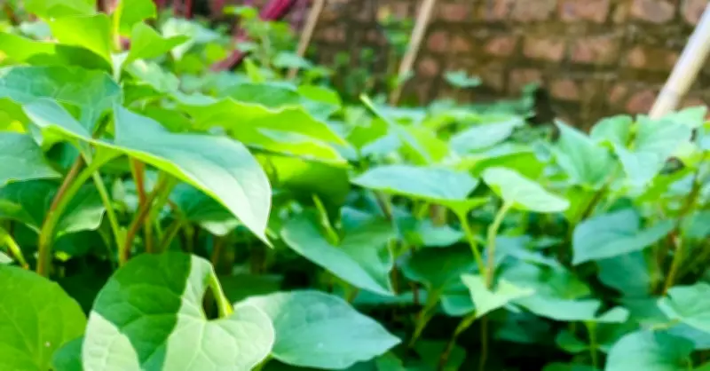 5 loại rau gia vị giúp thanh nhiệt, giải độc mùa hè