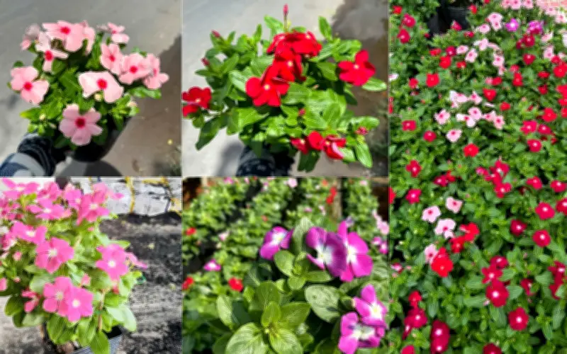 8 loại cây xanh giúp hạ nhiệt, lọc bụi mịn cho nhà phố mùa nắng nóng