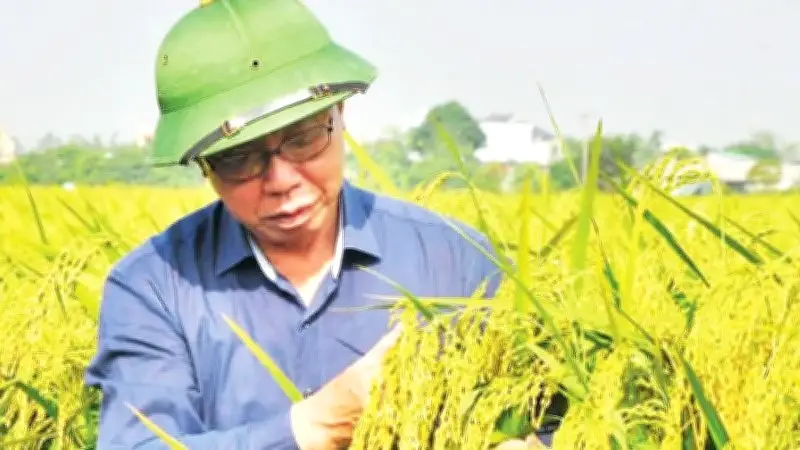 Anh hùng Lao động Trần Mạnh Báo: Cả đời gắn bó với cây lúa