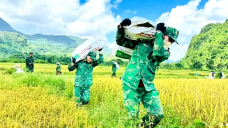 Bộ đội biên phòng Quảng Trị giúp đồng bào thu hoạch lúa trước mưa dông