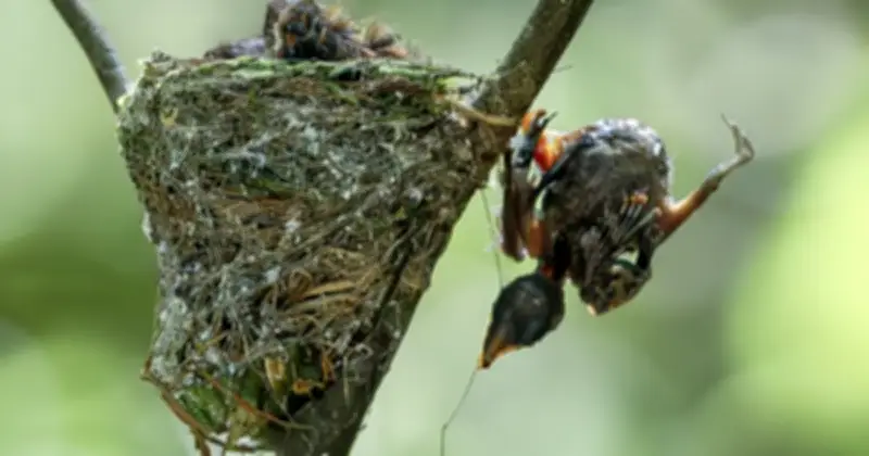 Bộ ảnh chim thiên đường chăm con giữa rừng Đồng Nai gây xúc động