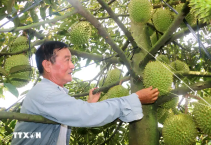 Bộ NN&MT thí điểm truy xuất nguồn gốc sầu riêng tại Đắk Lắk