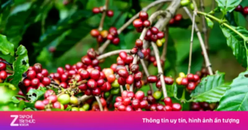 Bí quyết diệt cỏ và chăm sóc cây cà phê trong đồn điền