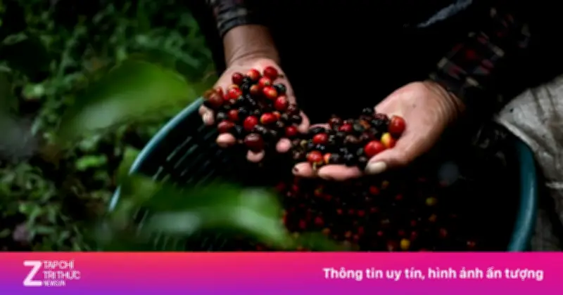 Bí quyết trồng cà phê: Từ vườn ươm đến cây khỏe mạnh