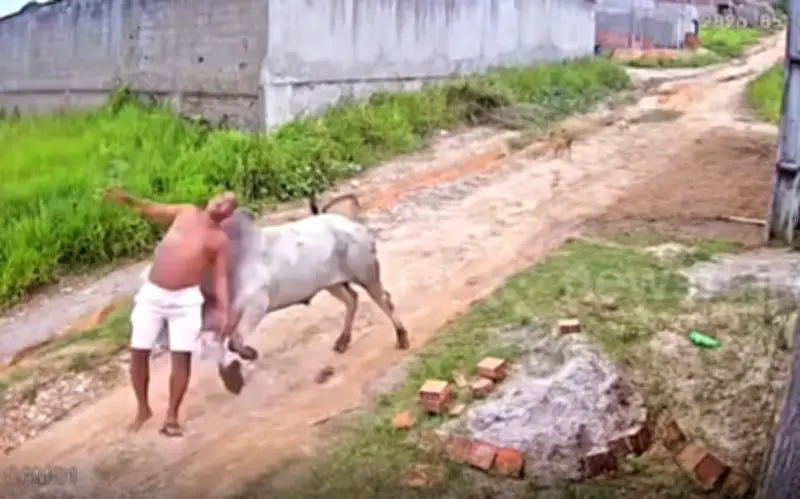 Bò trắng bất ngờ hất tung người đàn ông đang đi bộ ở Brazil
