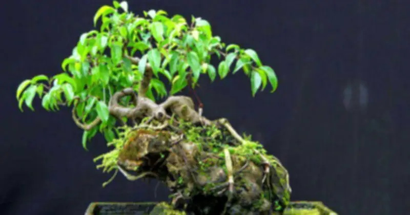 Ba loại cây bonsai 'thực tế mà hiệu quả' giúp trấn trạch, giữ lộc, hút tài
