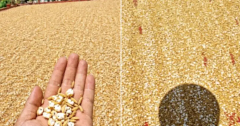 Bức ảnh thóc phơi nổ thành bỏng gây sốt: Chuyên gia lên tiếng về sự thật
