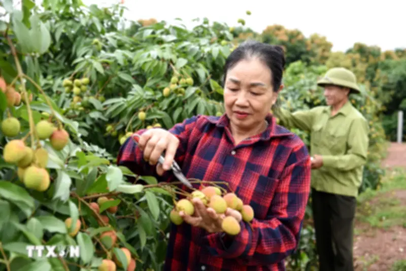 Bắc Ninh: Vải thiều sớm chất lượng cao, màu mã đẹp trong năm mất mùa