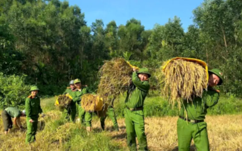 Biên phòng giúp dân miền núi thu hoạch lúa trước thời tiết bất lợi