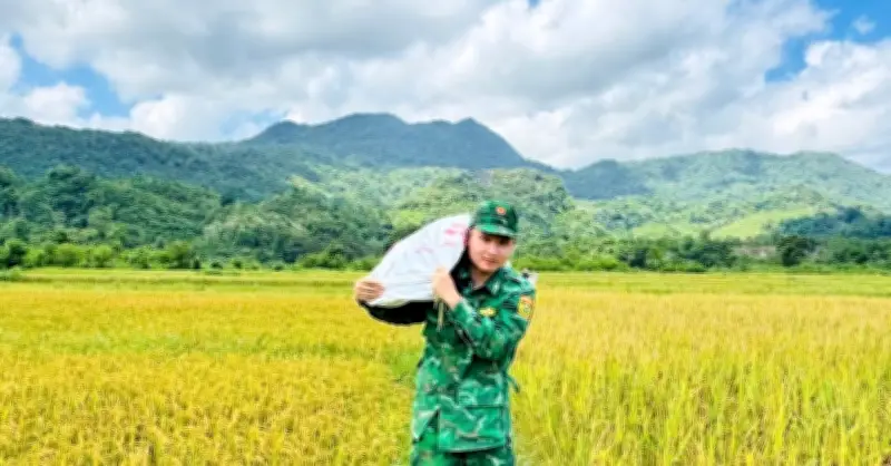 Bóng áo lính quân hàm xanh trên cánh đồng lúa vàng ươm ở Quảng Trị