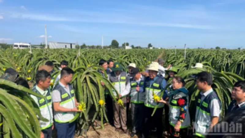 Bình Thuận đẩy mạnh sản xuất thanh long bền vững, đa dạng hóa thị trường xuất khẩu