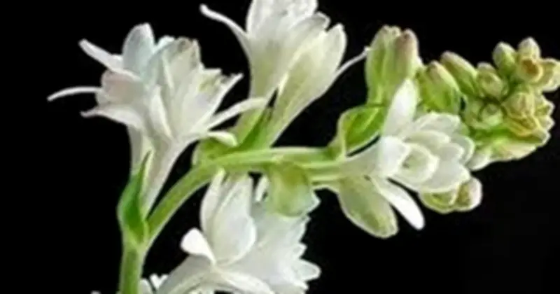 Báo Thanh Niên tổ chức lễ tang cho phóng viên Dương Danh Hữu