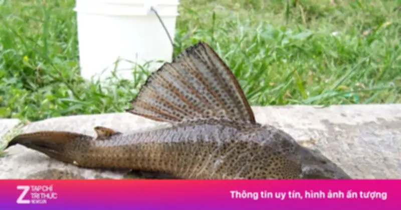 Cá lau kiếng: Loài xâm lấn nguy hiểm, thịt chứa kim loại nặng