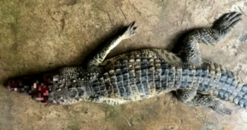 Cà Mau: Bắt thành công cá sấu nặng 9 kg trong ao nhà dân