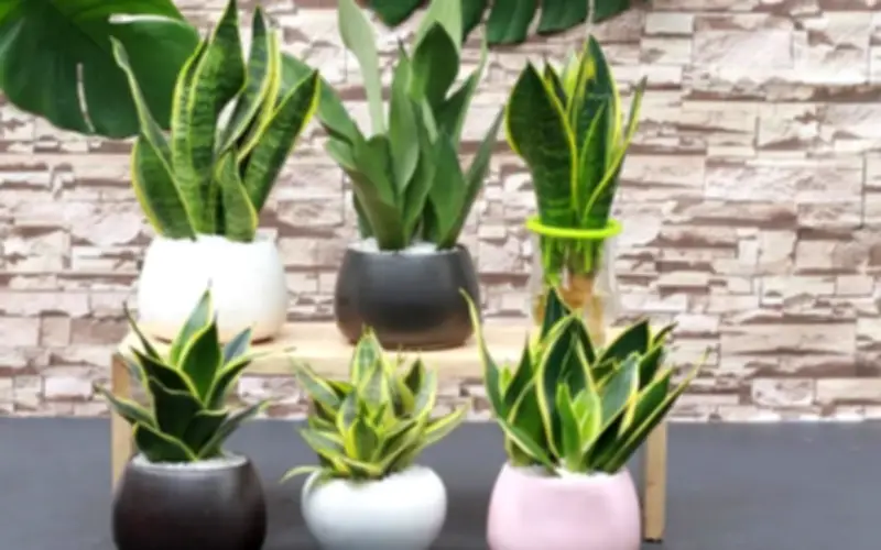 Có nên đặt cây lưỡi hổ trước cửa? Coi chừng phạm kỵ khiến gia chủ hao tài