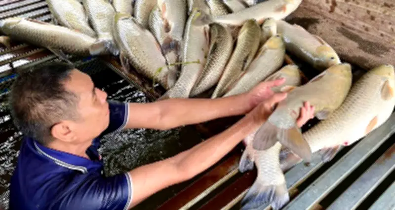 Cá nuôi lồng chết hàng loạt trên sông Lam, thiệt hại gần 9 tấn
