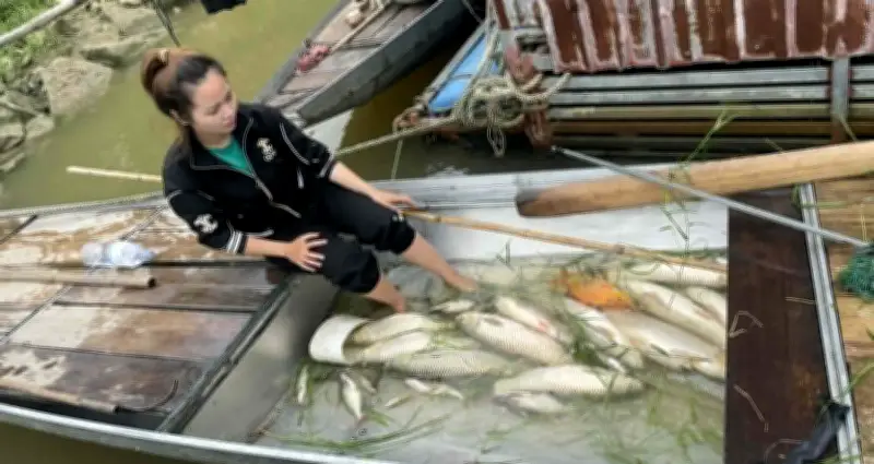 Cá nuôi lồng trên sông Lam bất ngờ nổi trắng mặt nước chết hàng loạt