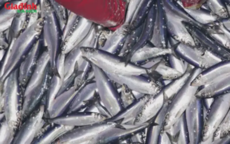 Cá siêu rẻ bán đầy chợ Việt giàu omega3 không kém cá hồi