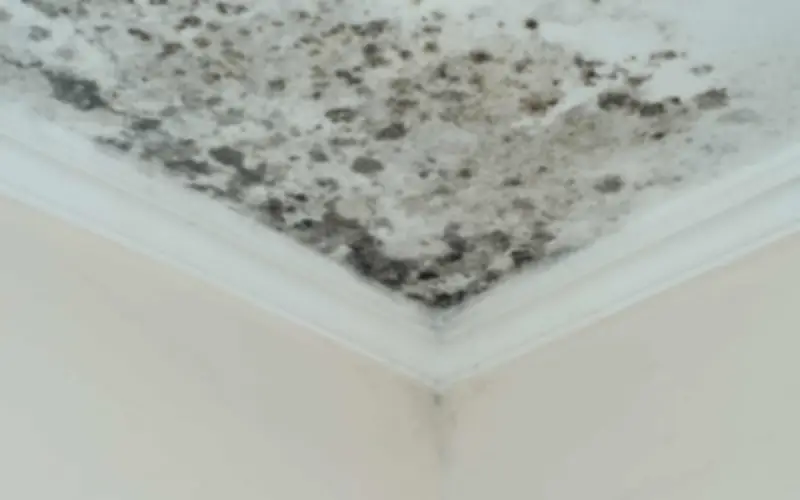 Cách tẩy sạch nấm mốc trên tường nhà bằng nguyên liệu rẻ tiền