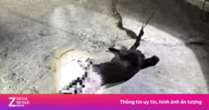 Chó hoang nghi mắc bệnh dại cắn 12 người ở Lâm Đồng