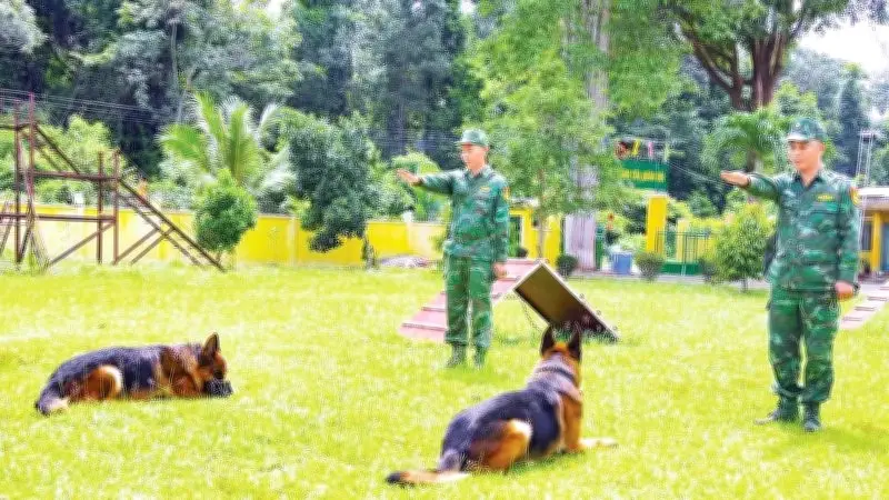 Chó nghiệp vụ biên phòng Tây Ninh: Lá chắn thầm lặng chống tội phạm xuyên biên giới