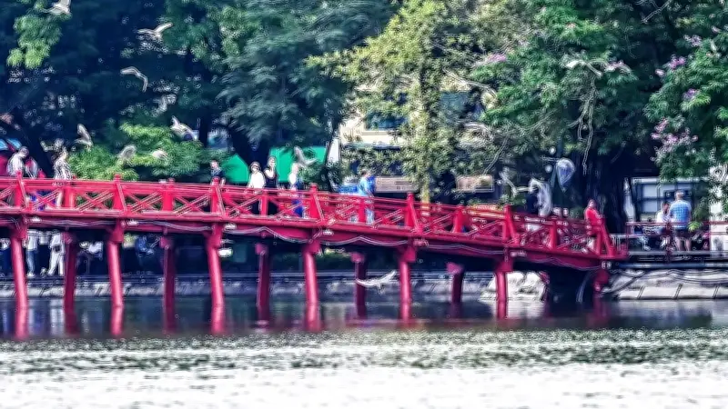 Chim hoang dã kéo về làm tổ trên đảo Ngọc giữa lòng Hồ Gươm