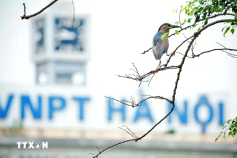Chim hoàng đả về Hồ Hoàn Kiếm, không gian bình yên giữa thủ đô