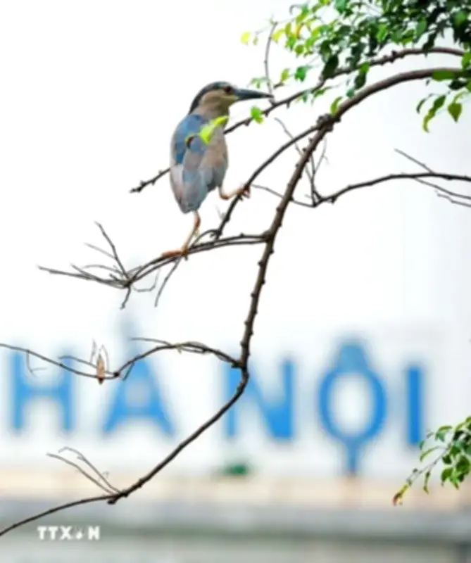 Chim về giữa không gian xanh Hồ Gươm: Khung cảnh nên thơ
