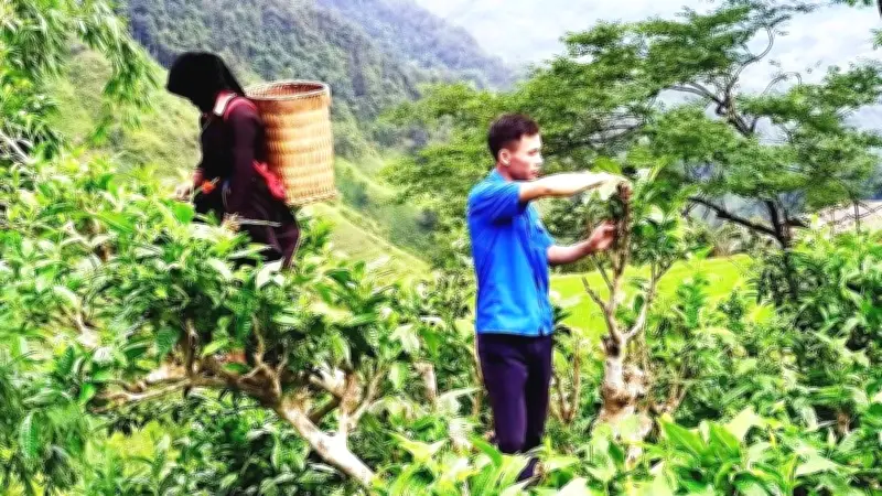Chàng trai người Dao phục sinh chè cổ thụ Tả Củ Tỷ, khát vọng làm giàu từ bản làng