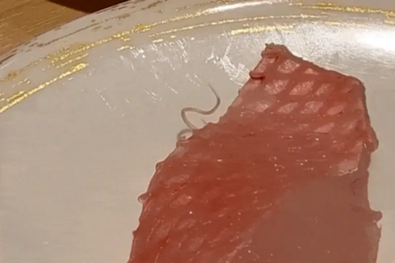Chuỗi sushi Gatten Sushi xin lỗi vì ký sinh trùng ngoe nguẩy trên sashimi