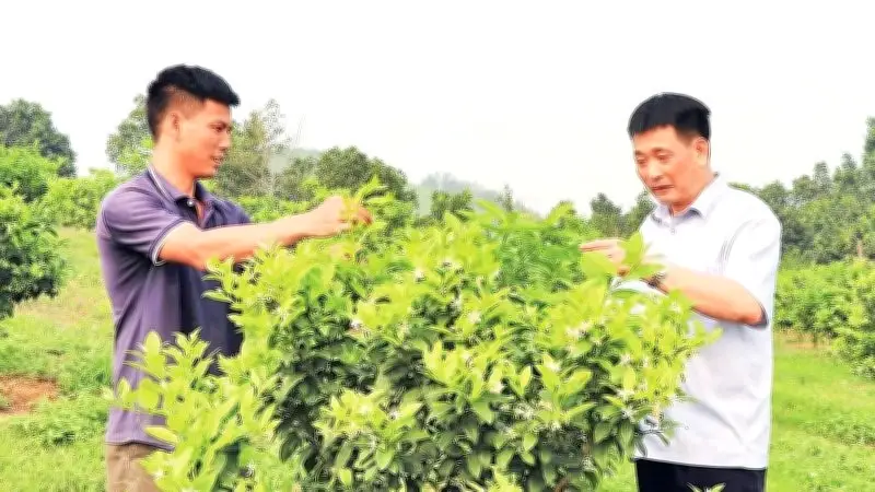 Chuyển đổi cây trồng hiệu quả tại Sơn Dương: Dứa và chanh tứ thì mang lại thu nhập cao