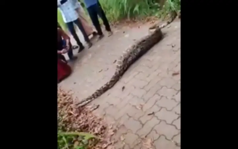 Clip trăn khổng lồ nuốt chửng nai băng qua đường ở Ấn Độ