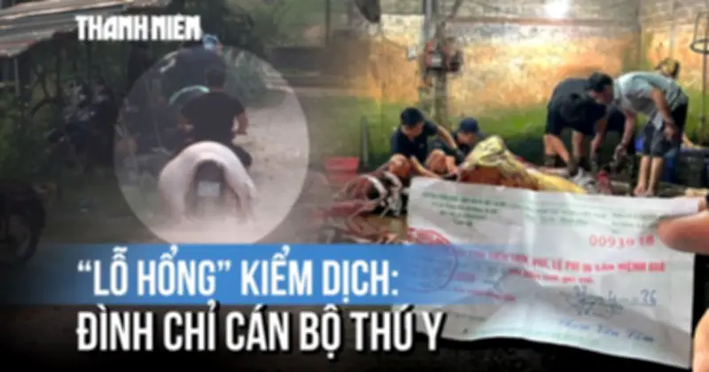 Cán bộ thú y bỏ chốt, thương lái tự đóng dấu kiểm dịch tại lò mổ Hà Nội