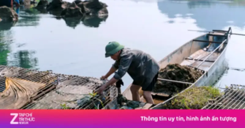 Cận cảnh vùng nuôi cá trắm sông Son, đặc sản Phong Nha nổi tiếng
